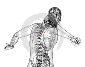 3d rendered illustration of the esophagus