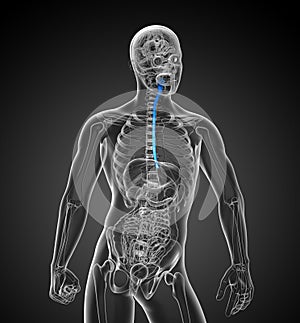 3d rendered illustration of the esophagus
