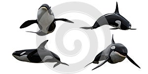 3D rendered orca whale in different poses isolated on a white background