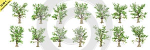 3D rendering - 14 in 1 collection of Duran trees isolated over a white background