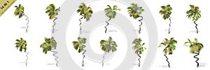 3D rendering - 14 in 1 collection of tall coconut trees isolated over a white background