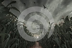 3d Rendering of aisle in the middle of green cornfield in front of dramatic sky and flying crows. Selective focus