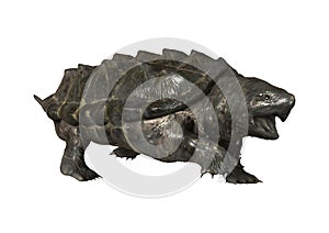 3D Rendering Alligator Snapping Turtle on White