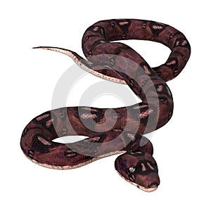 3D Rendering Anaconda Snake on White