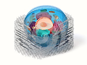 3d rendering of animal cell with scaffoldings