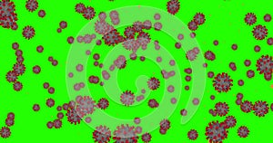 3D rendering animation, coronavirus cells covid-19 influenza flowing on grey gradient, chroma key green screen background as