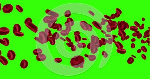 3D rendering animation red blood cells in an artery, flow inside body, medical human health-care on chroma key green screen