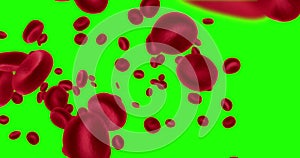 3D rendering animation red blood cells in an artery, flow inside body, medical human health-care on chroma key green screen