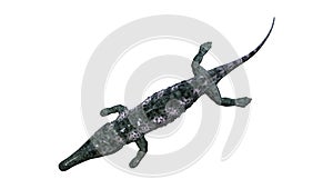 3D Rendering Archegosaurus on White