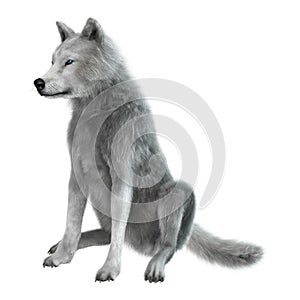 3D Rendering Arctic Wolf on White