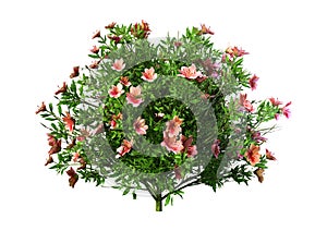 3D Rendering Azalea Flowers on White