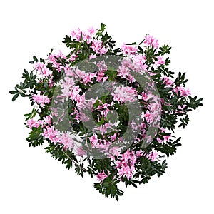 3D Rendering Azalea Flowers on White