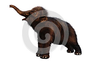 3D Rendering Baby Woolly Mammoth on White