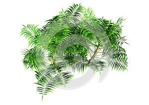 3D Rendering Bamboo Palm Trees on White