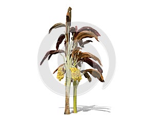 3D rendering - Banana tree  isolated over a white background