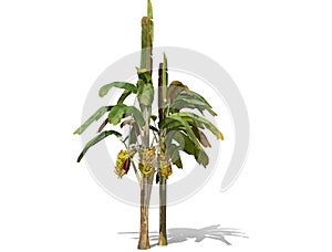 3D rendering - Banana tree  isolated over a white background