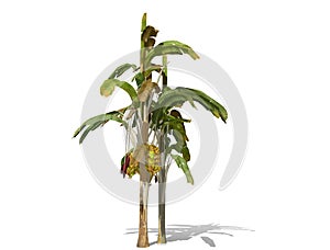 3D rendering - Banana tree  isolated over a white background