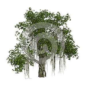 3D Rendering Banyan Tree on White