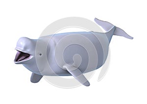 3D Rendering Beluga White Whale on White