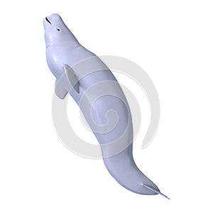 3D Rendering Beluga White Whale on White