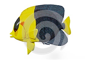 3D Rendering Bicolor Angelfish on White