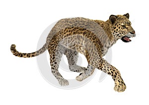 3D Rendering Big Cat Leopard