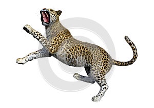 3D Rendering Big Cat Leopard on White