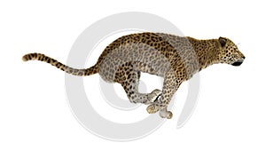 3D Rendering Big Cat Leopard on White