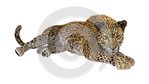 3D Rendering Big Cat Leopard on White