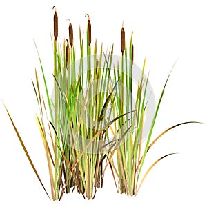 3D Rendering Bulrush Plants on White