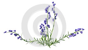 3D Rendering Canterbury Bells on White