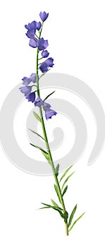 3D Rendering Canterbury Bells on White