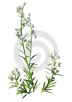 3D Rendering Canterbury Bells on White