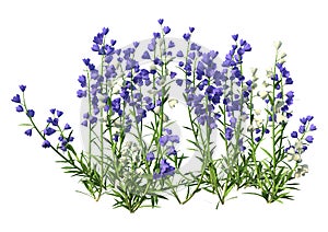 3D Rendering Canterbury Bells on White