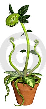 3D Rendering Carnivorous Plant on White