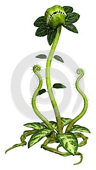 3D Rendering Carnivorous Plant on White