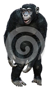 3D Rendering Chimpanzee on White