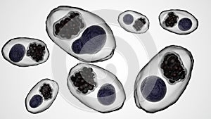 3d rendering of Chlamydia trachomatis inside of host cells