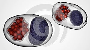 3d rendering of Chlamydia trachomatis inside of host cells