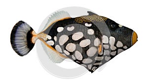 3D Rendering Clown triggerfish on White