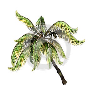 3D Rendering Coconat Palm Tree on White