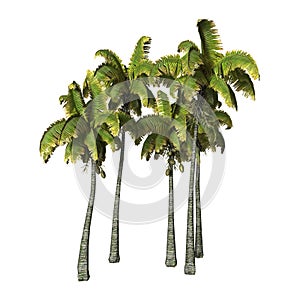 3D Rendering Coconat Palm Trees on White