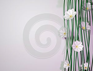 3D rendering of composition with white cosmos flowers and copy space