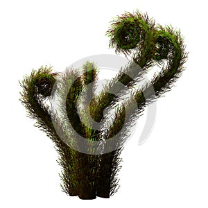 3D Rendering Crozier Fern on White