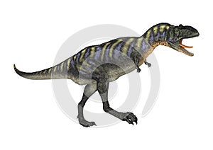 3D Rendering Dinosaur Aucasaurus on White