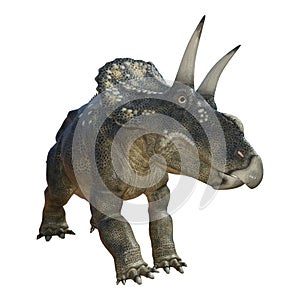 3D Rendering Dinosaur Diceratops on White