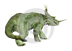 3D Rendering Dinosaur Styracosaurus on White