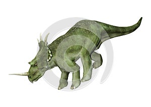 3D Rendering Dinosaur Styracosaurus on White