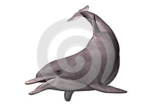 3D Rendering Dolphin on White