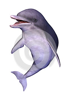 3D Rendering Dolphin on White